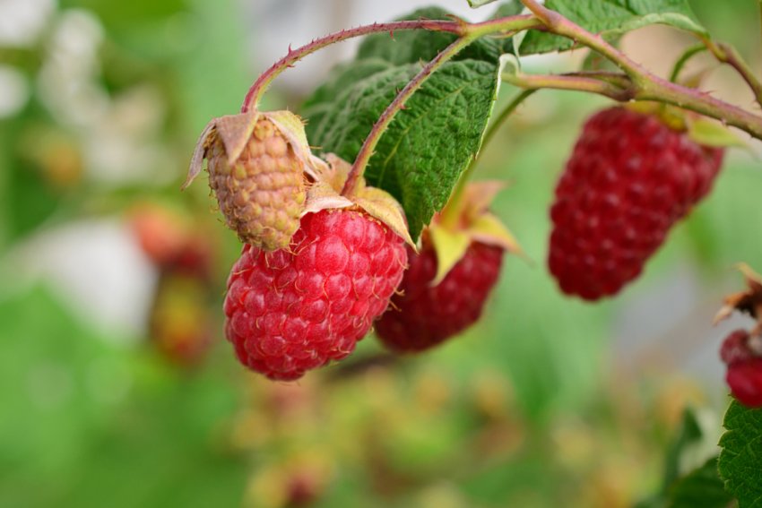 Малина Брянське диво Малина Брянське диво
