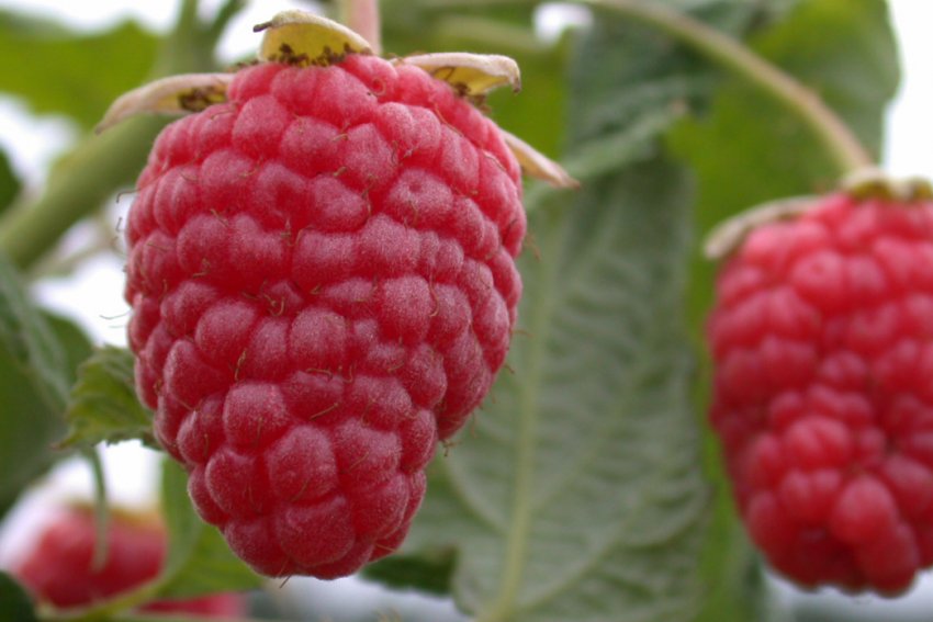 Малина Геракл Малина Геракл