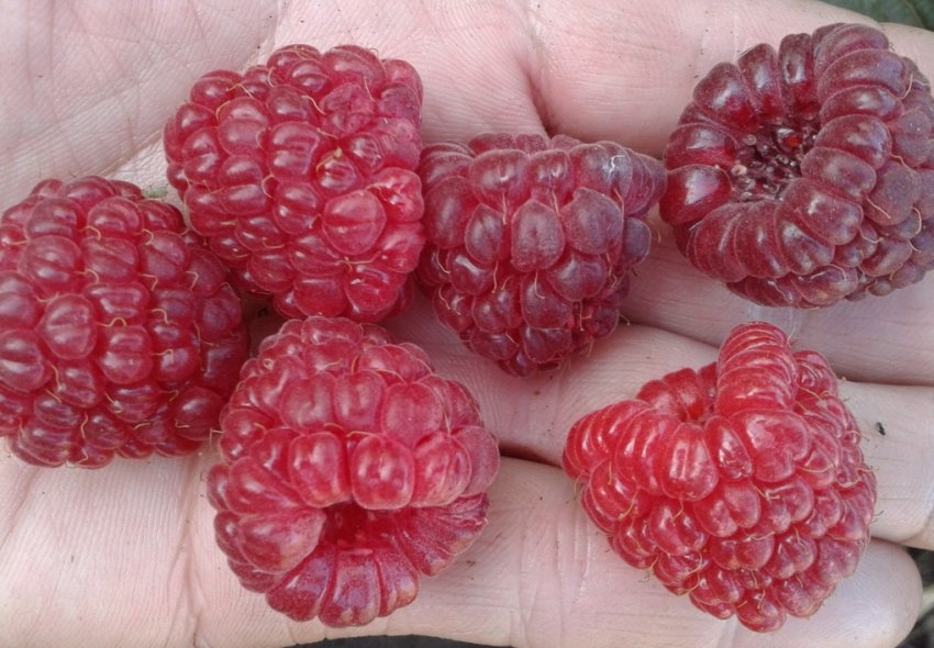 Малина Євразія Малина Євразія