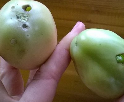 Як позбутися від гусениць на помідорах: методи обробки за допомогою препаратів і народних засобів