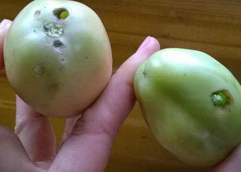 Як позбутися від гусениць на помідорах: методи обробки за допомогою препаратів і народних засобів