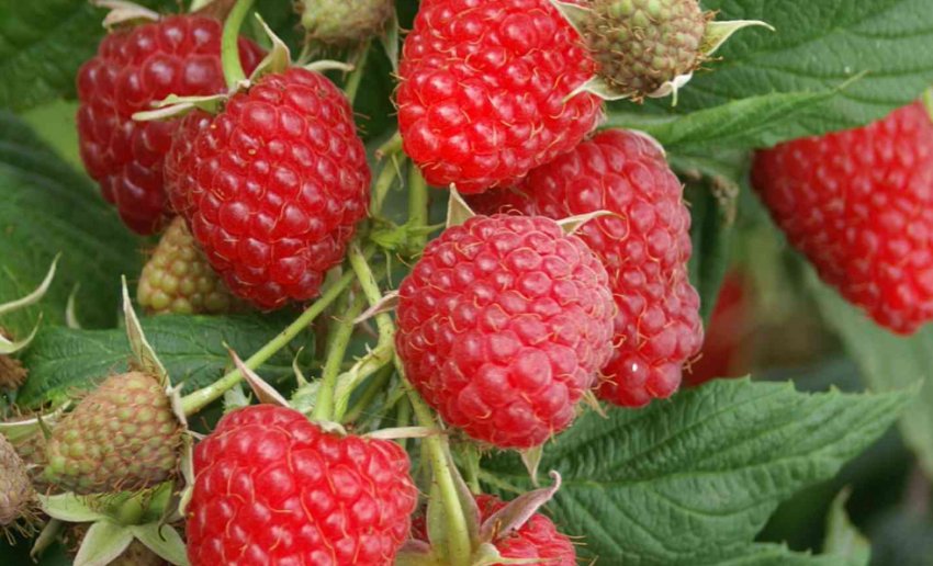 Малина Атлант Малина Атлант