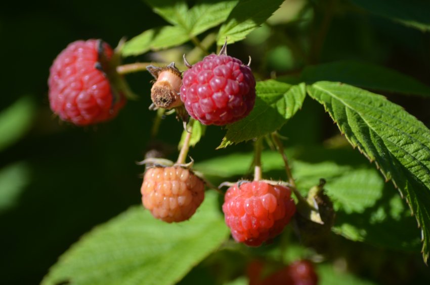 Малина Херітейдж Малина Херітейдж