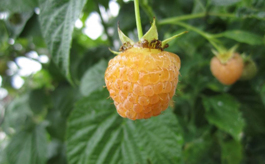 Малина Ранкова роса Малина Ранкова роса