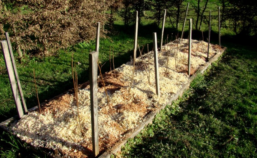 Мульчування малини після посадки Мульчування малини після посадки