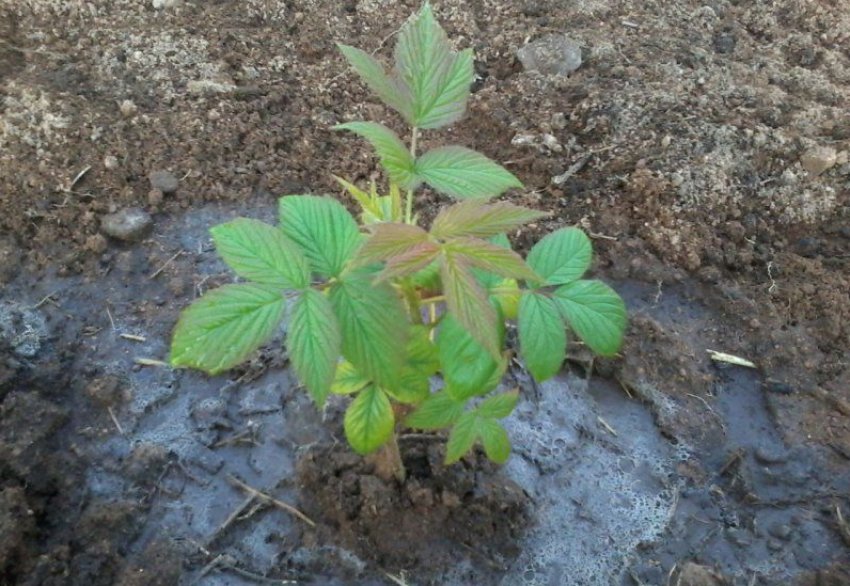 Полив малини Полив малини