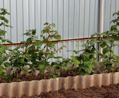 Як правильно садити малину ремонтантну: загальні рекомендації, схема, покрокова інструкція