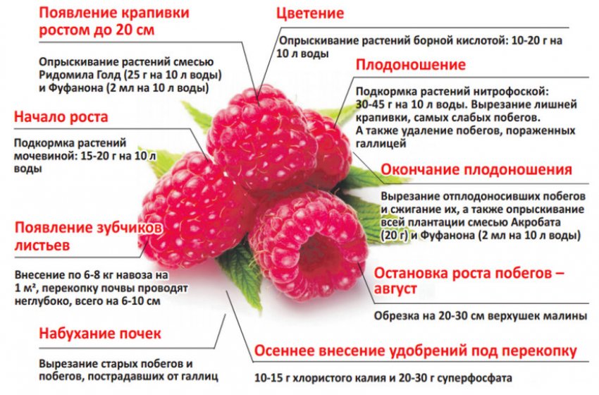 Малина сорт награда уход. 89638.pt1d8o.850. Малина сорт награда уход фото. Малина сорт награда уход-89638.pt1d8o.850. картинка Малина сорт награда уход. картинка 89638.pt1d8o.850. Малина «Награда» – сорт, выведенный отечественными селекционерами. В 1973 году эту разновидность внесли в Госреестр и с этого момента до сих пор она не потеряла своей популярности. Культуру получили в результате скрещивания двух сортов – «Колхозница» и Ллойд Джордж. «Награда» переняла все главные преимущества этих разновидностей. Если следовать основным правилам ухода, то можно получить хороший урожай даже в северных регионах РФ.
