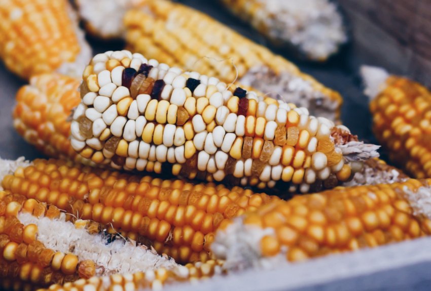 Оренбурзькі аграрії «розправилися» з яровим сівбою