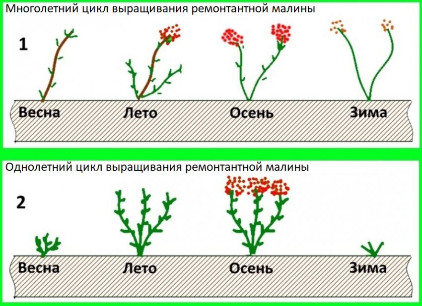 Цикл ремонтантної малини Цикл ремонтантної малини