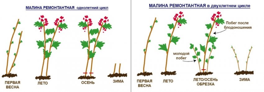 Як обрізати ремонтантну малину Як обрізати ремонтантну малину