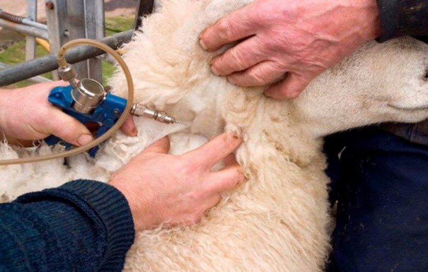 Вакцинация овцы