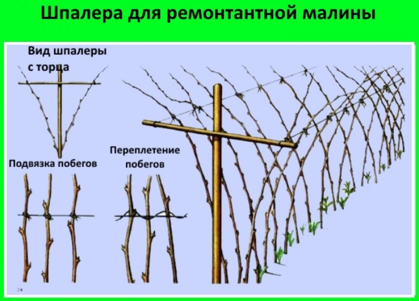 Шпалери для ремонтантної малини Шпалери для ремонтантної малини