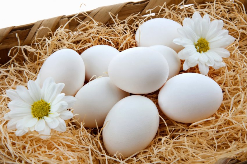 Ленінградські фермери мають намір провести наступні п'ять років в режимі інтенсивного експорту Ленінградські фермери мають намір провести наступні п'ять років в режимі інтенсивного експорту