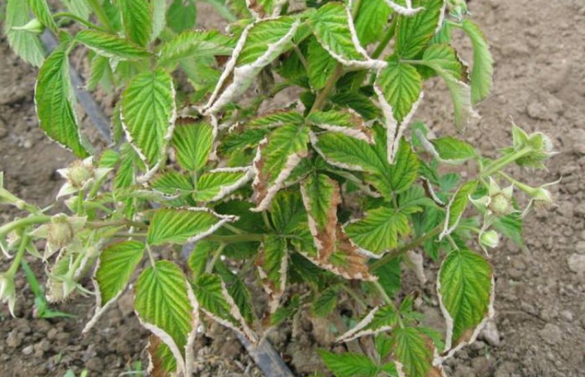 Скручування листя малини Скручування листя малини