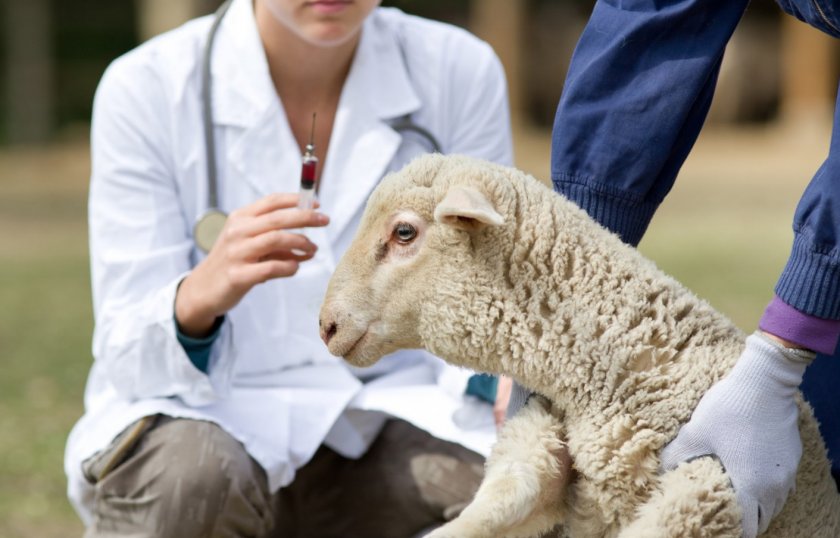 Вакцинация овец