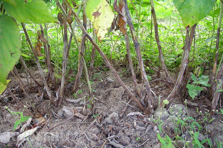 Всихання коренів і пагонів малини Всихання коренів і пагонів малини
