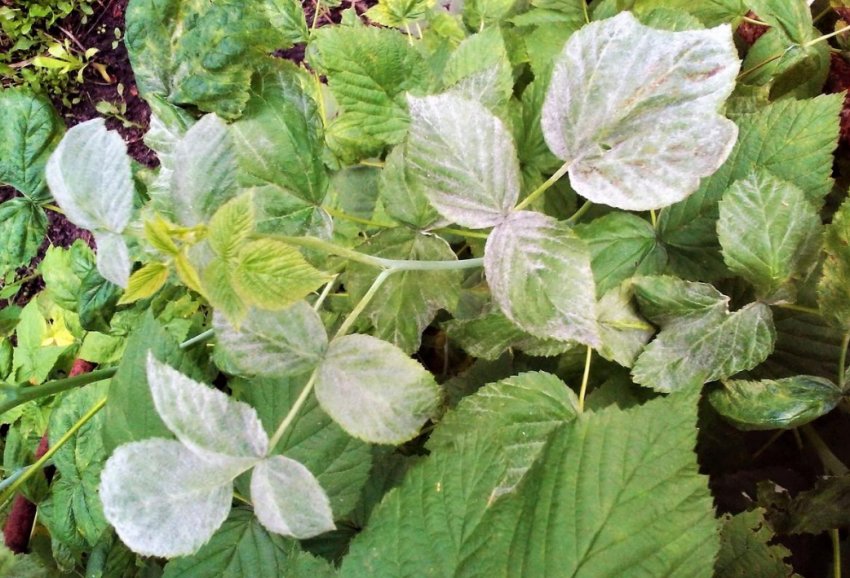 Борошниста роса на малині Борошниста роса на малині