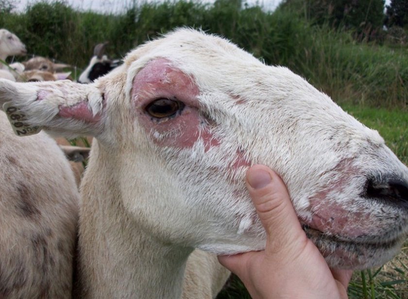 Вакцина против оспы овец инструкция внииввим thumbnail