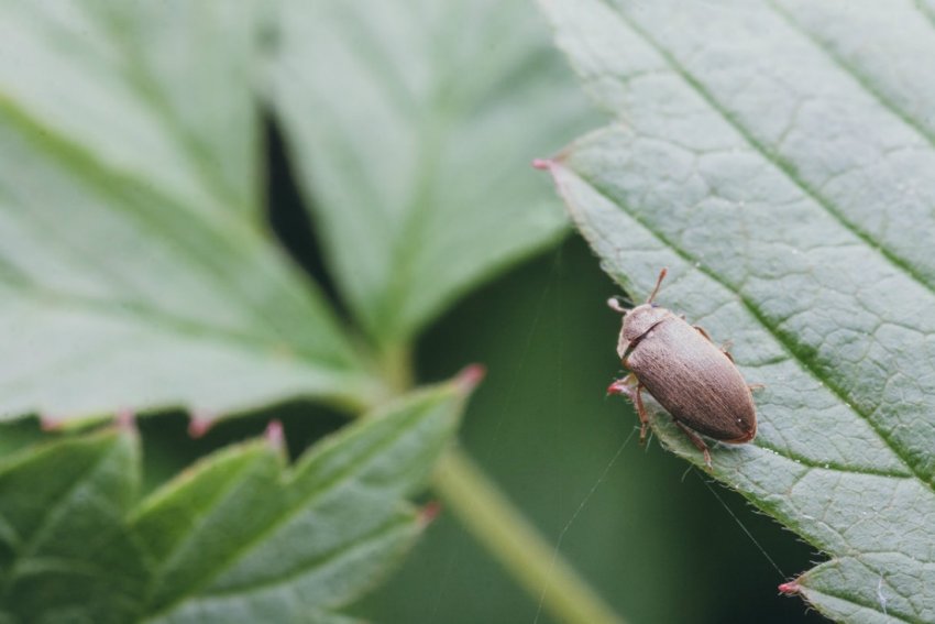 Малиновий жук Малиновий жук