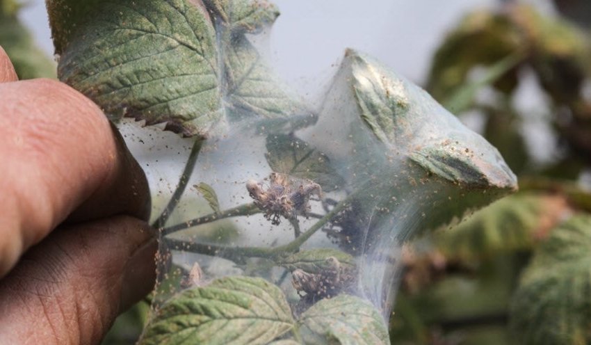 Павутинний кліщ на малині Павутинний кліщ на малині