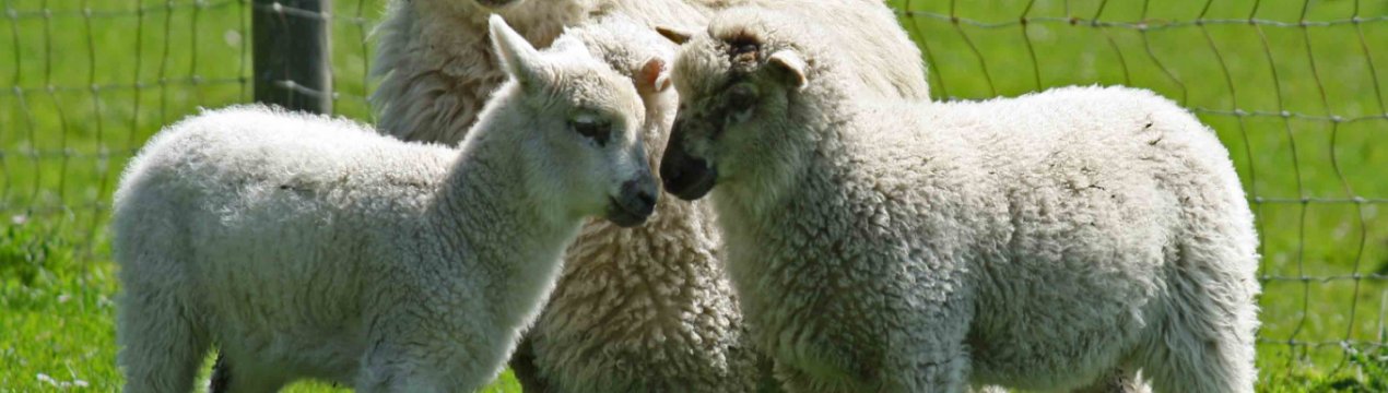 На ставропольских овцефермах стартував «перукарський сезон»