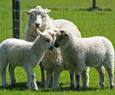 На ставропольских овцефермах стартував «перукарський сезон»