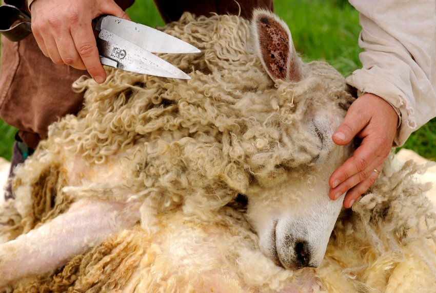 На ставропольских овцефермах стартував «перукарський сезон» На ставропольских овцефермах стартував «перукарський сезон»