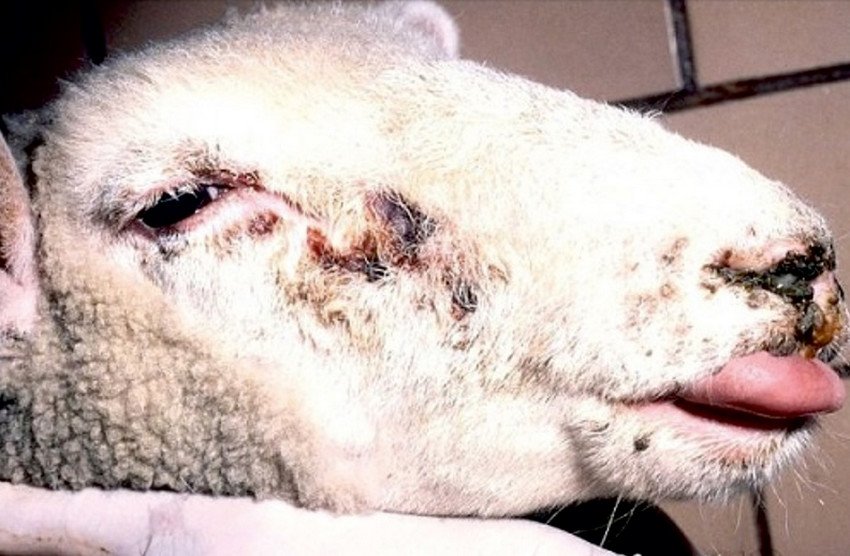 Инфекционный гепатит овцы