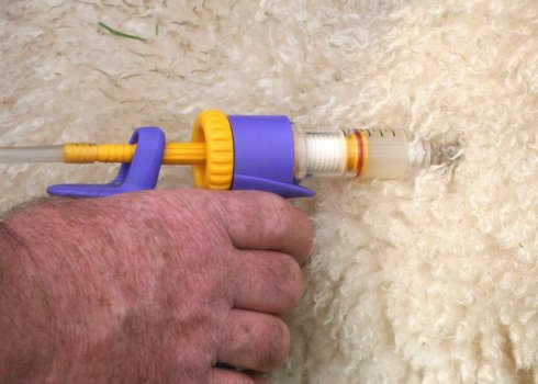 Правила вакцинації овець: вік овець, черговість щеплень