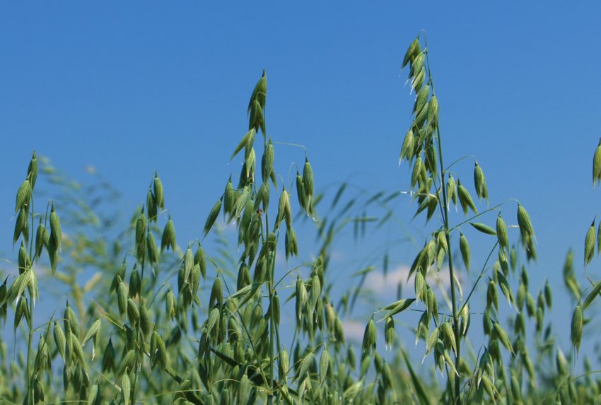 У Великобританії розроблено перший в світі керівництво по вирощування вівса У Великобританії розроблено перший в світі керівництво по вирощування вівса
