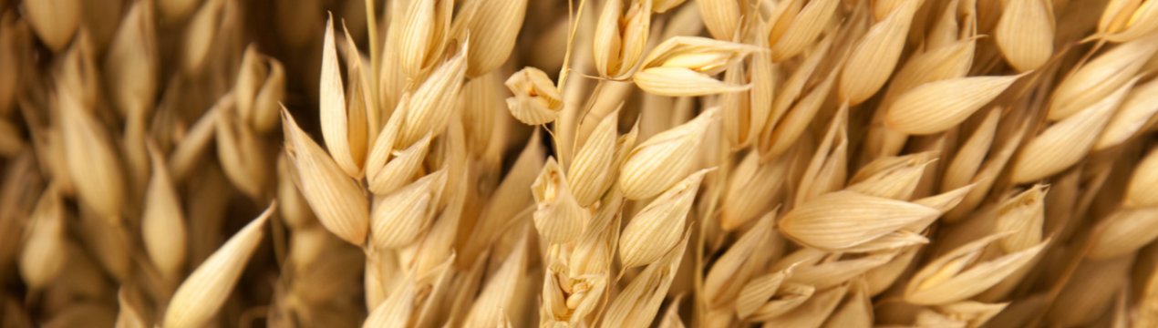 У Великобританії розроблено перший в світі керівництво по вирощування вівса