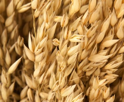 У Великобританії розроблено перший в світі керівництво по вирощування вівса