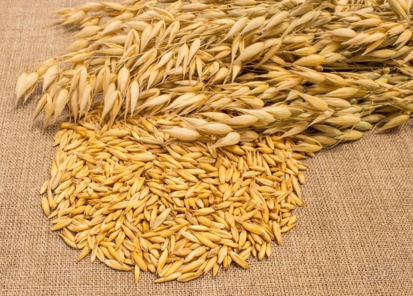 У Великобританії розроблено перший в світі керівництво по вирощування вівса У Великобританії розроблено перший в світі керівництво по вирощування вівса