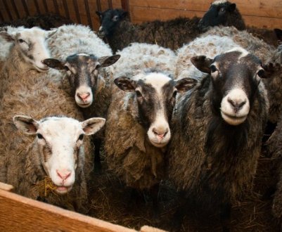 Естроз овець - овечий овод: діагностика, симптоми захворювання