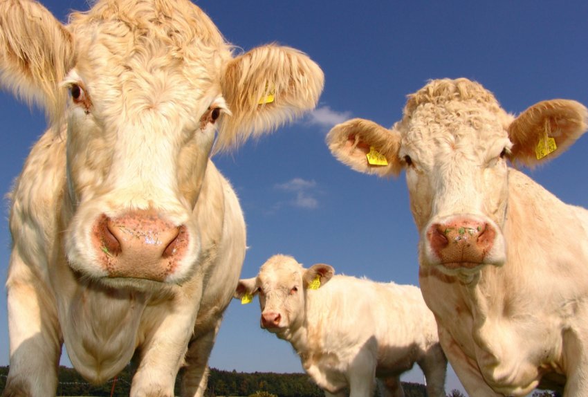 У Великобританії занедбана екологічна ініціатива для фермерів