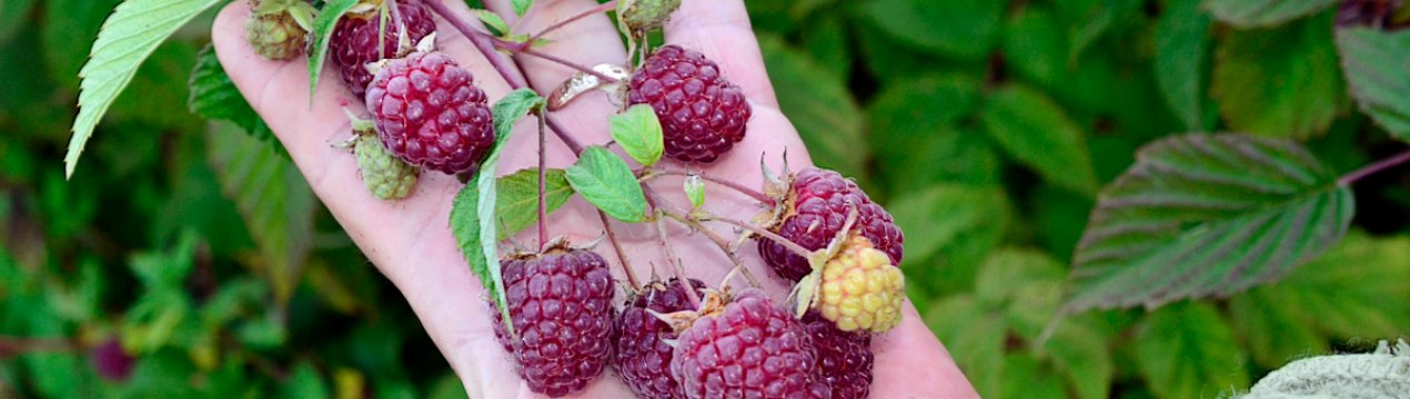 Як правильно доглядати за ремонтантною малиною