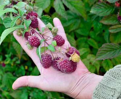 Як правильно доглядати за ремонтантною малиною