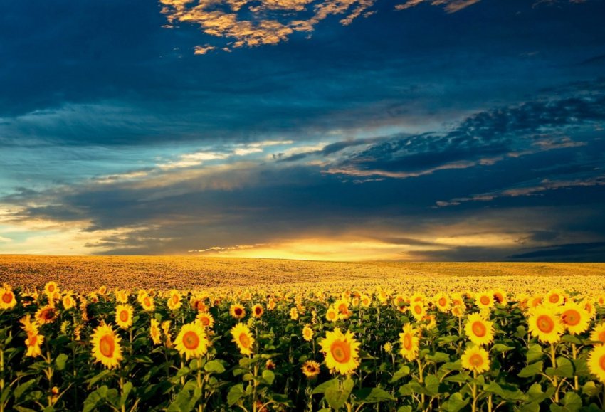 В ПАР президентська комісія представила доповідь про земельну реформу