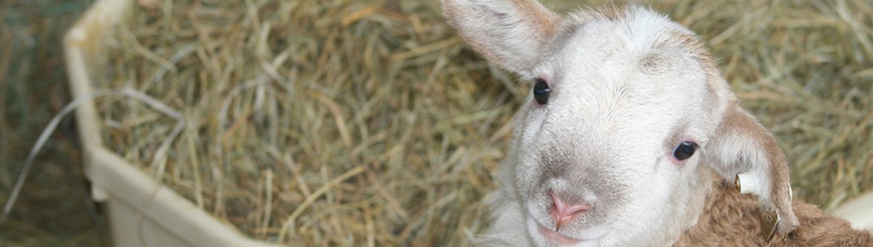 Розведення ягнят: виходжування слабких, які не встають на ноги, раціон