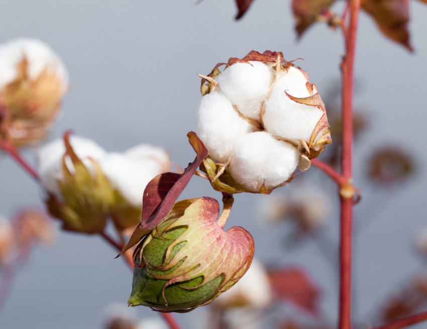 Китайська бавовняна асоціація вимагає відмови від імпортних тарифів на бавовну з США