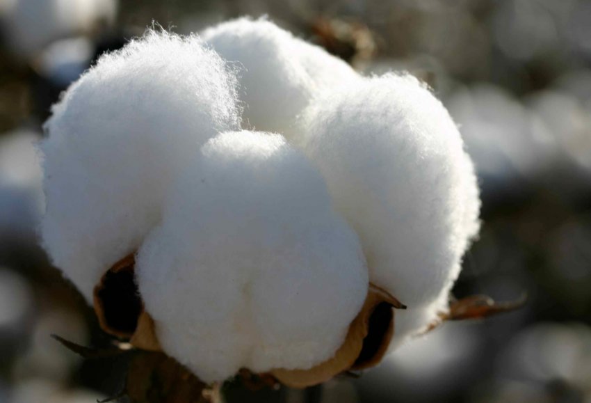 Китайська бавовняна асоціація вимагає відмови від імпортних тарифів на бавовну з США