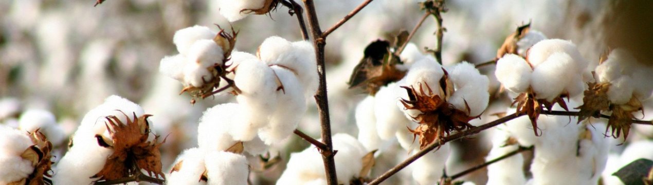 Китайська бавовняна асоціація вимагає відмови від імпортних тарифів на бавовну з США