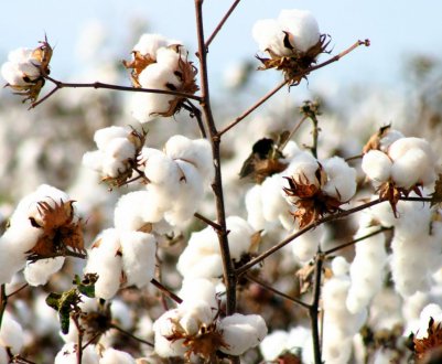 Китайська бавовняна асоціація вимагає відмови від імпортних тарифів на бавовну з США