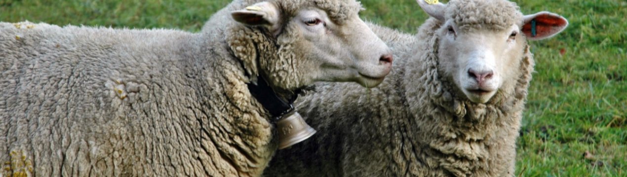 Представники американської вівчарське галузі збираються відвідати Великобританію