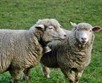 Представники американської вівчарське галузі збираються відвідати Великобританію 