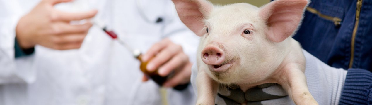 Шеньчженська біржа запросила інформацію з провінції Гуандун Хайсун про вакцину проти АЧС