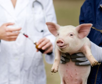 Шеньчженська біржа запросила інформацію з провінції Гуандун Хайсун про вакцину проти АЧС