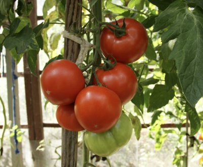 Помідори «Махитос»: опис, посадка і догляд