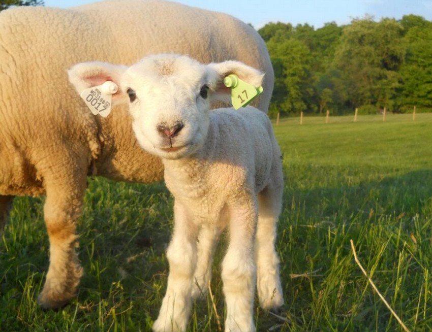 Клеймування ягняти